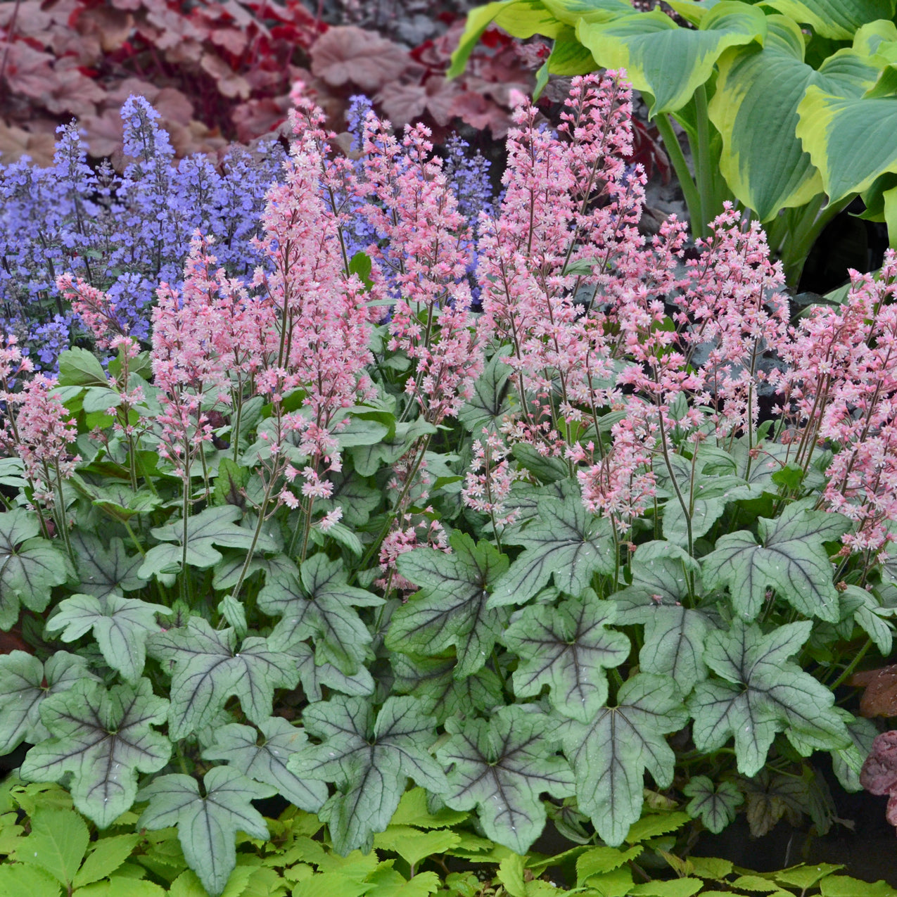 Heucherella 'Pink Fizz' makes a stunning display.