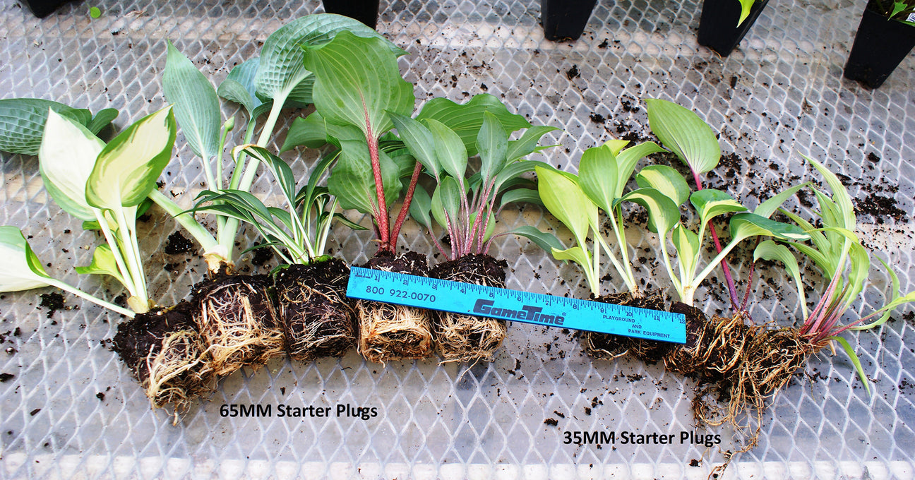 Displays the size of the starter plants that NH Hosta sells.