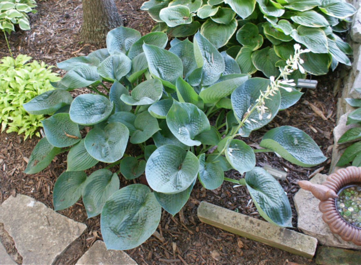 Abiqua Drinking Gourd Hosta