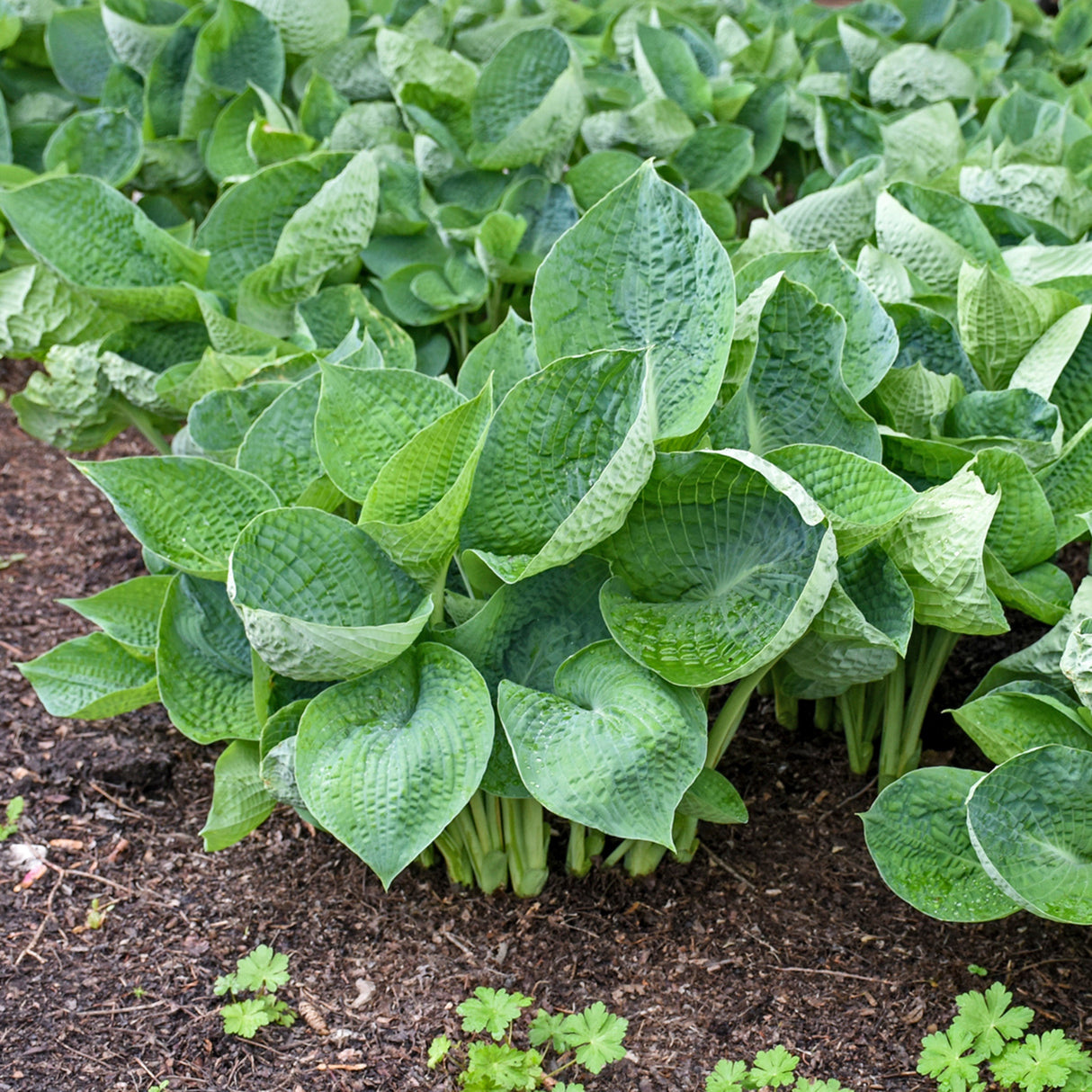 Abiqua Drinking Gourd Hosta