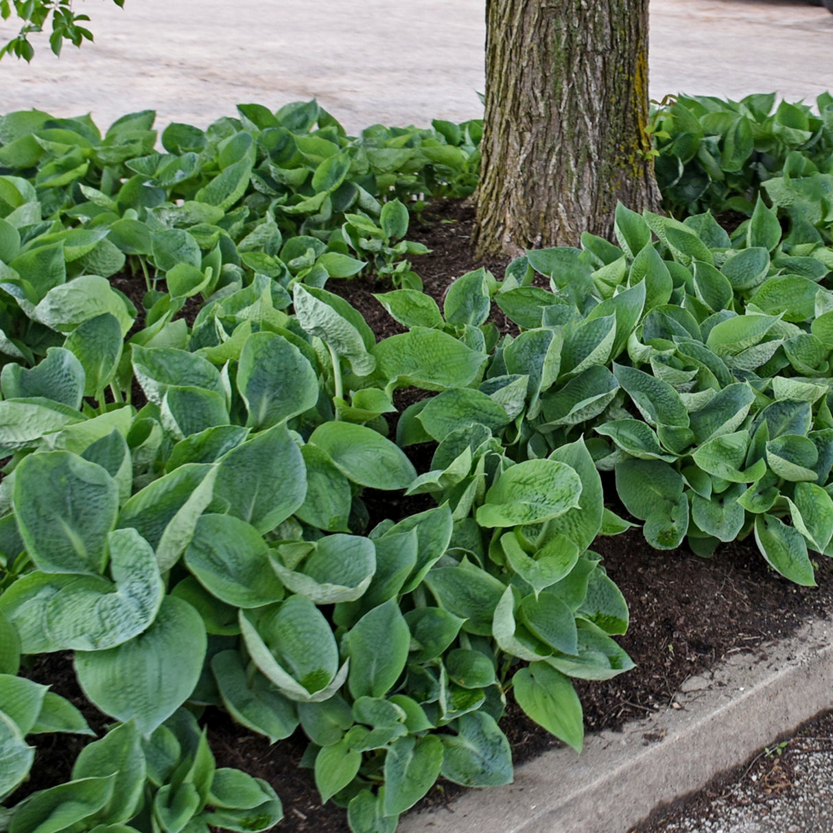 Abiqua Drinking Gourd Hosta