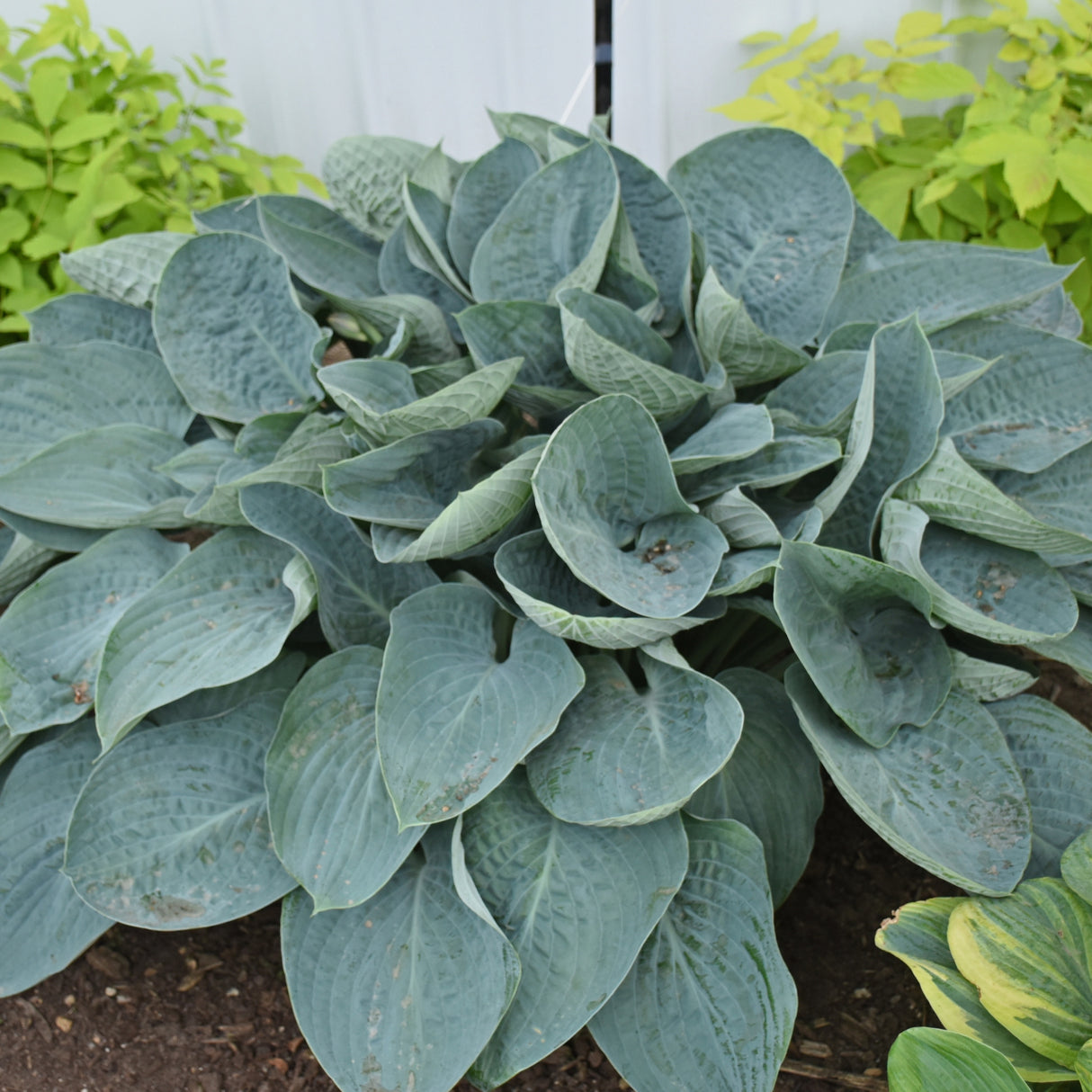 Above the Clouds PP34341 Hosta