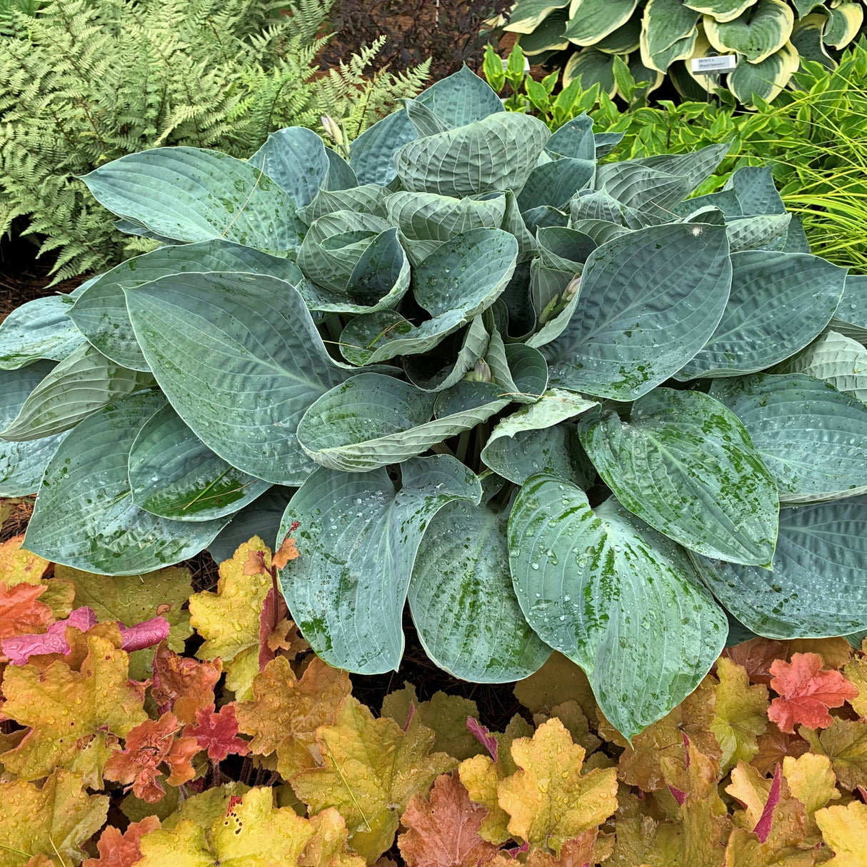 Above the Clouds PP34341 Hosta
