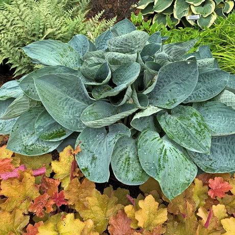 Above the Clouds PP34341 Hosta