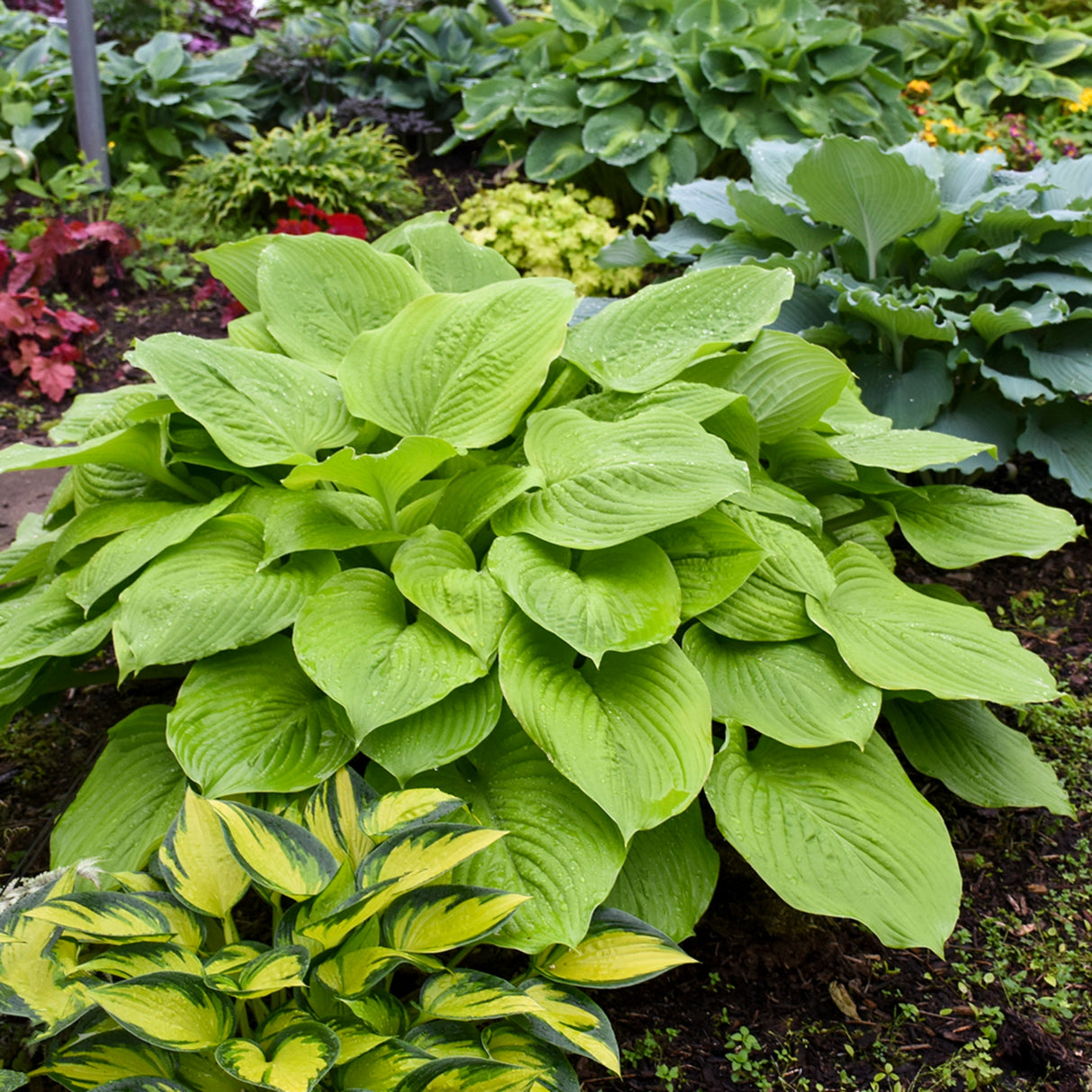 Age of Gold Hosta PP30902