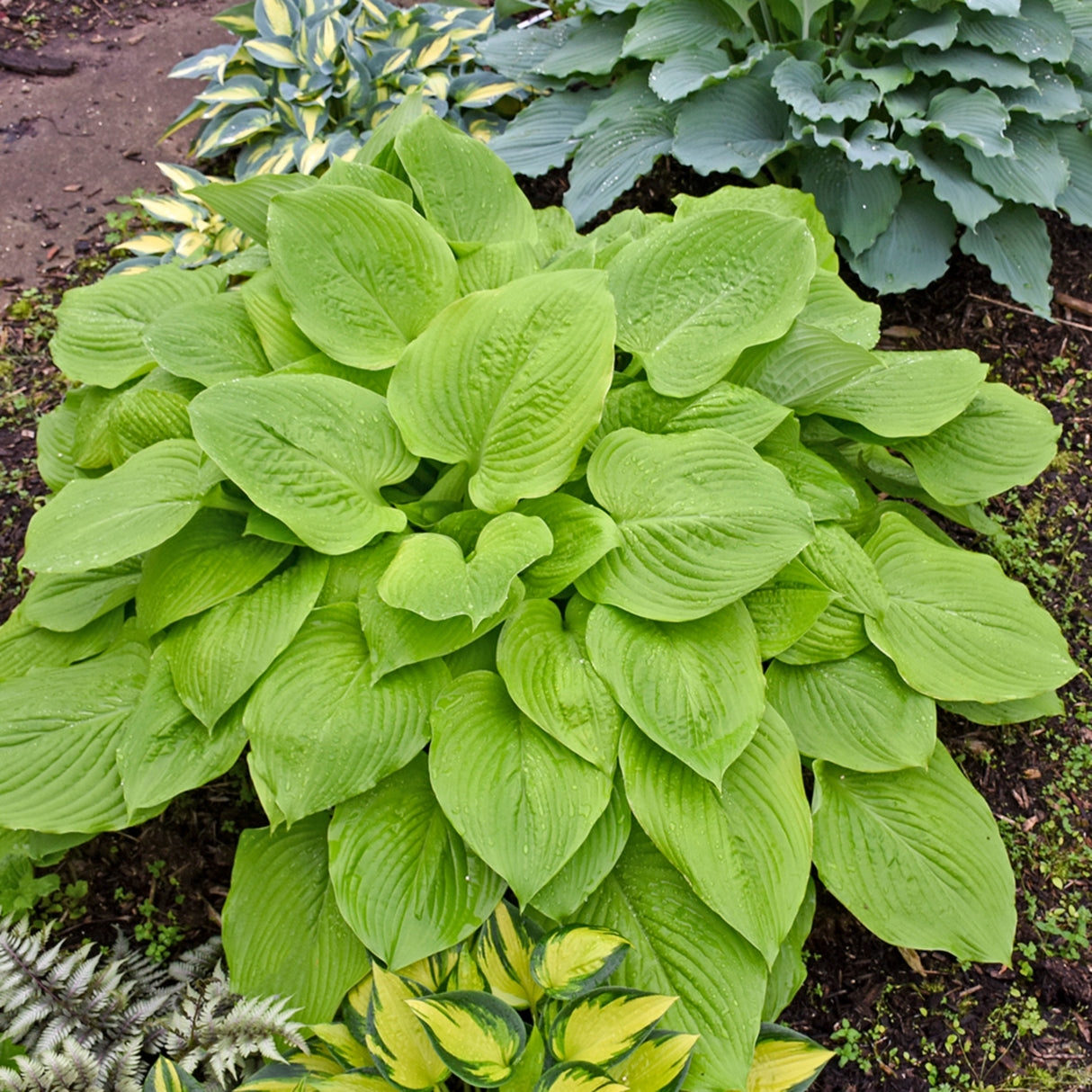 Age of Gold Hosta PP30902