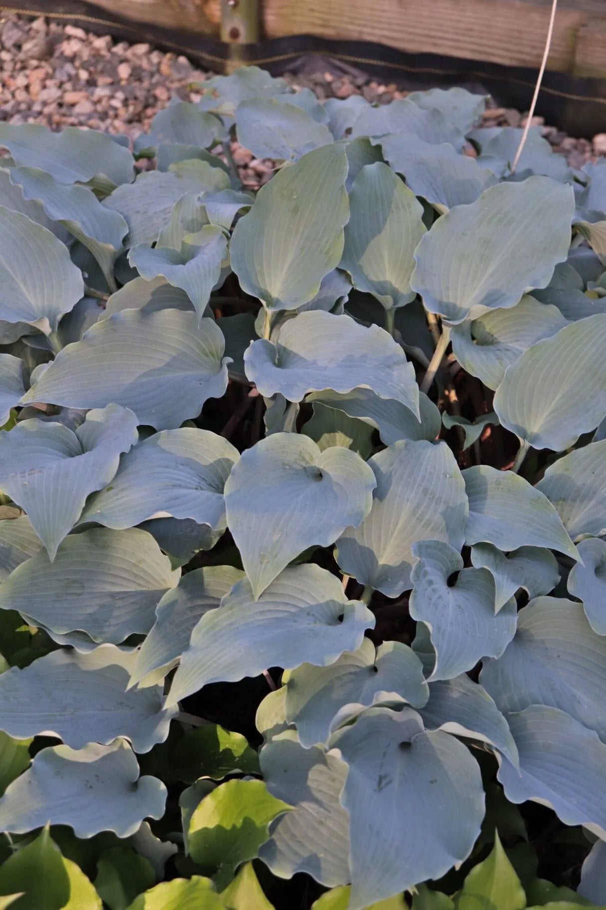 Alana's Laugh Hosta