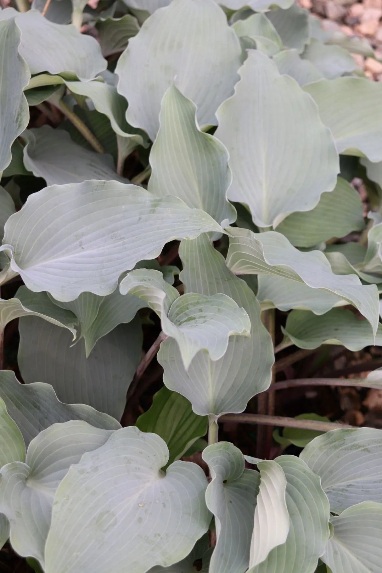 Alana's Laugh Hosta