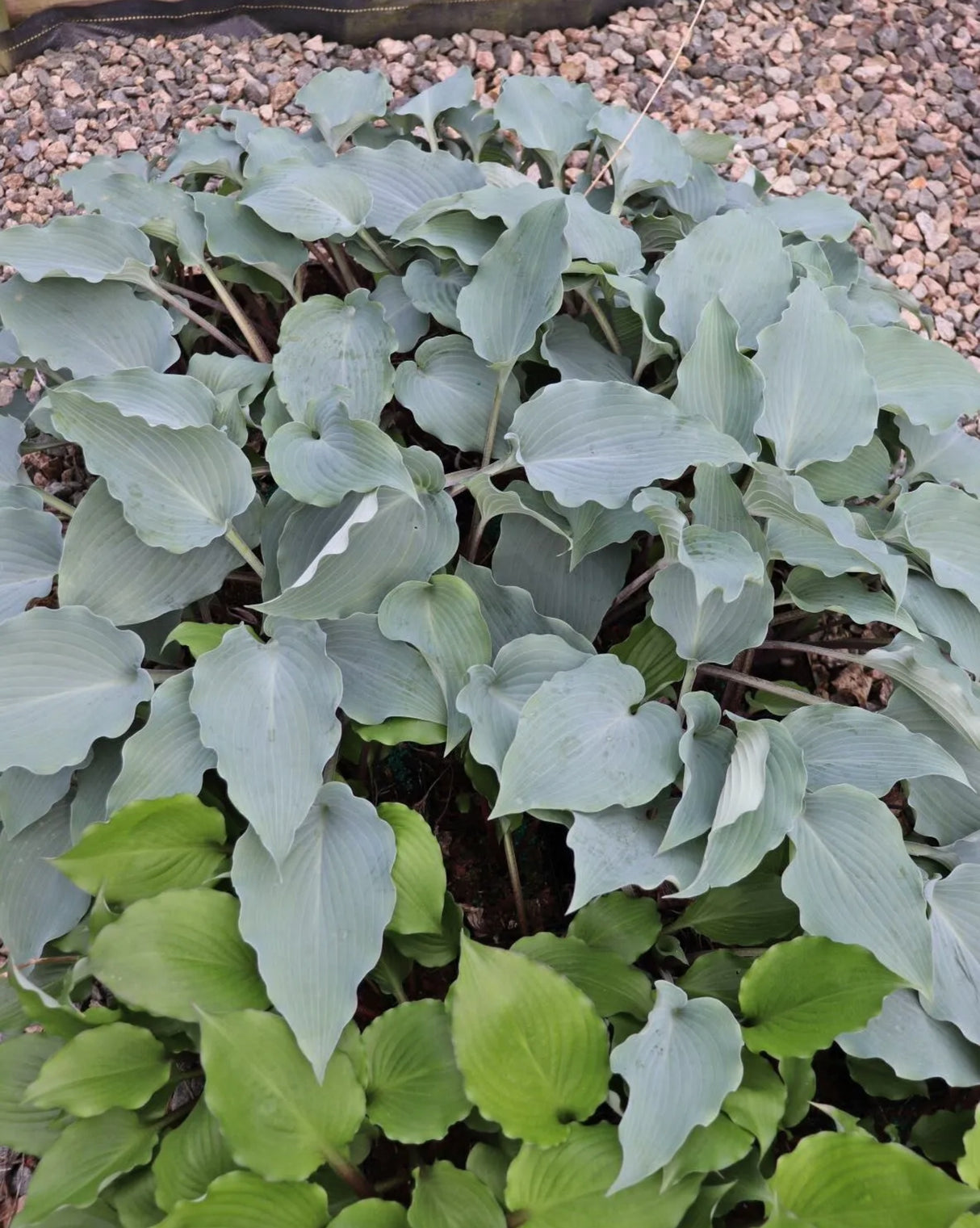 Alana's Laugh Hosta