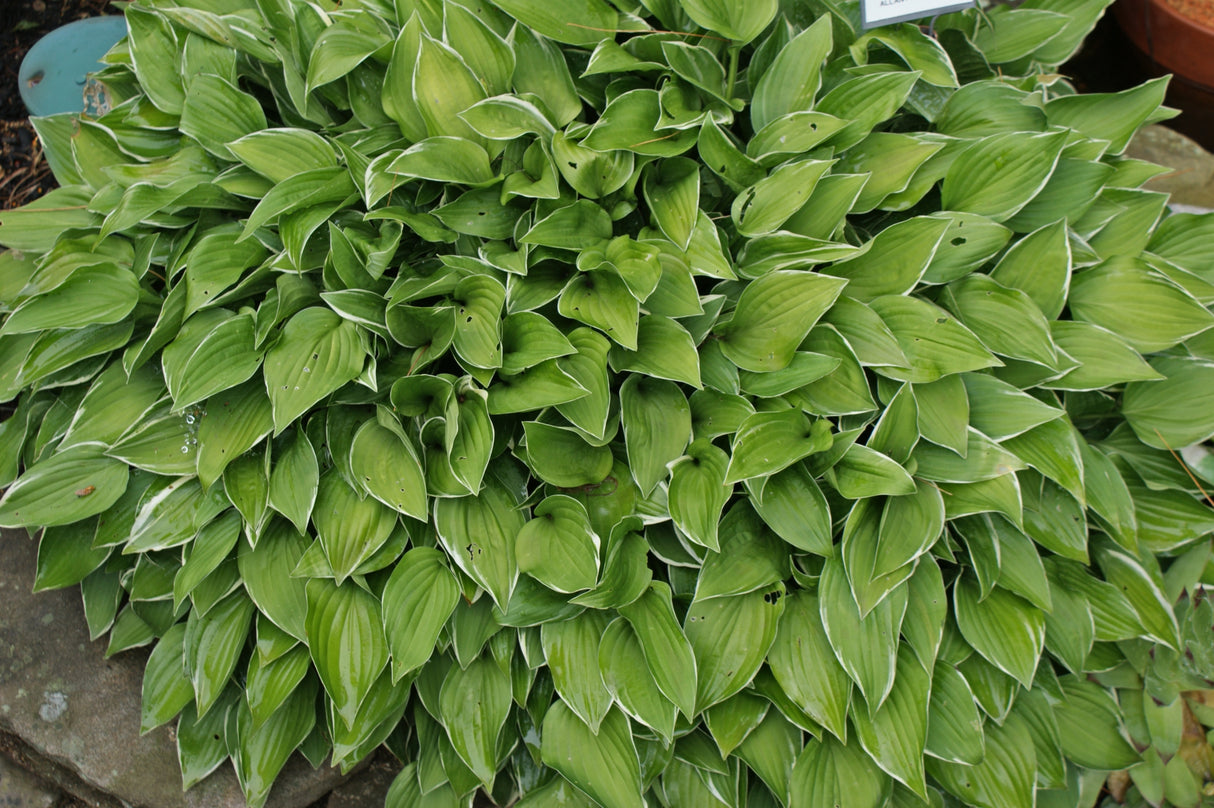 Allan P. McConnell Hosta