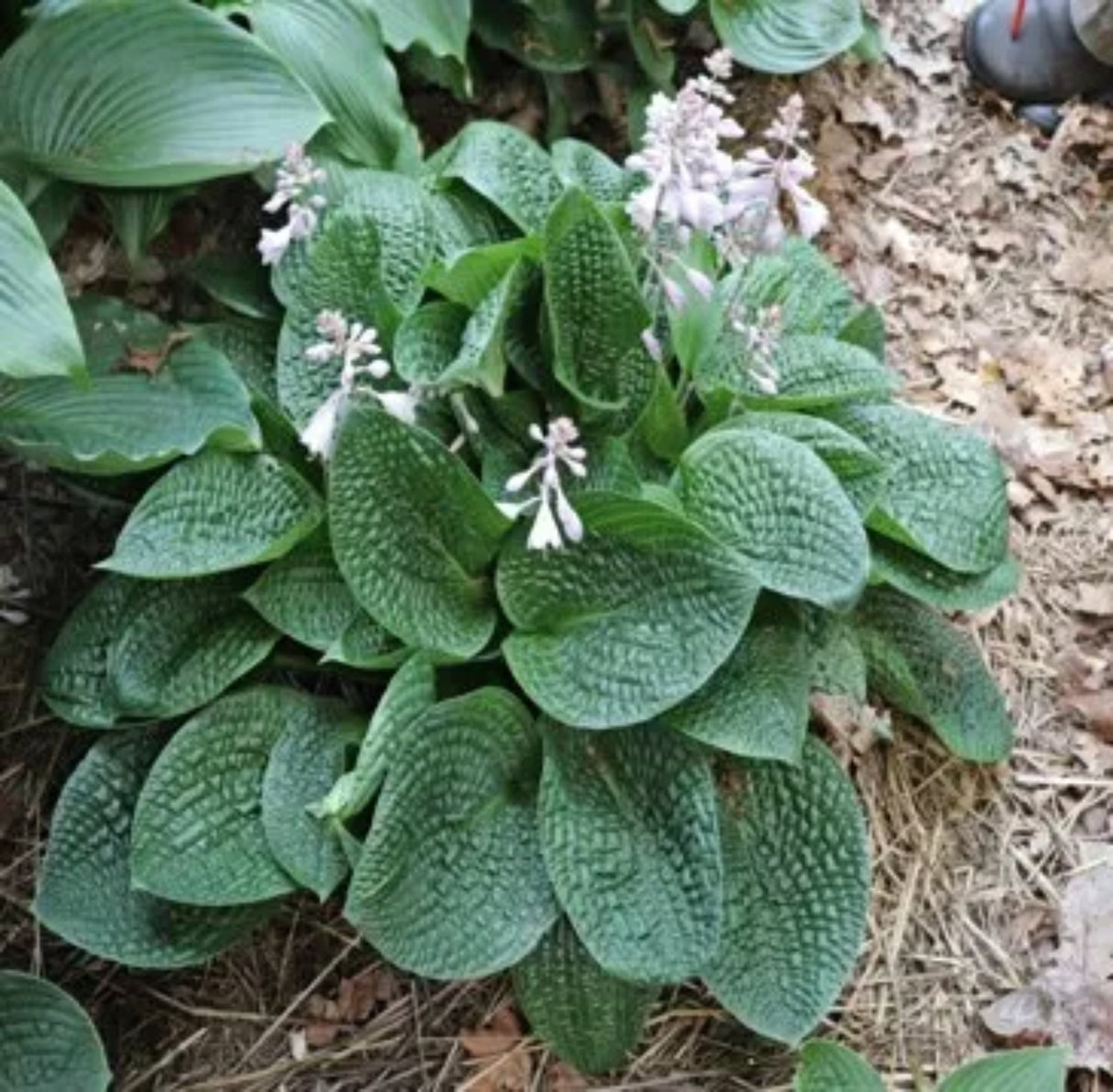 Alligator Rock Hosta