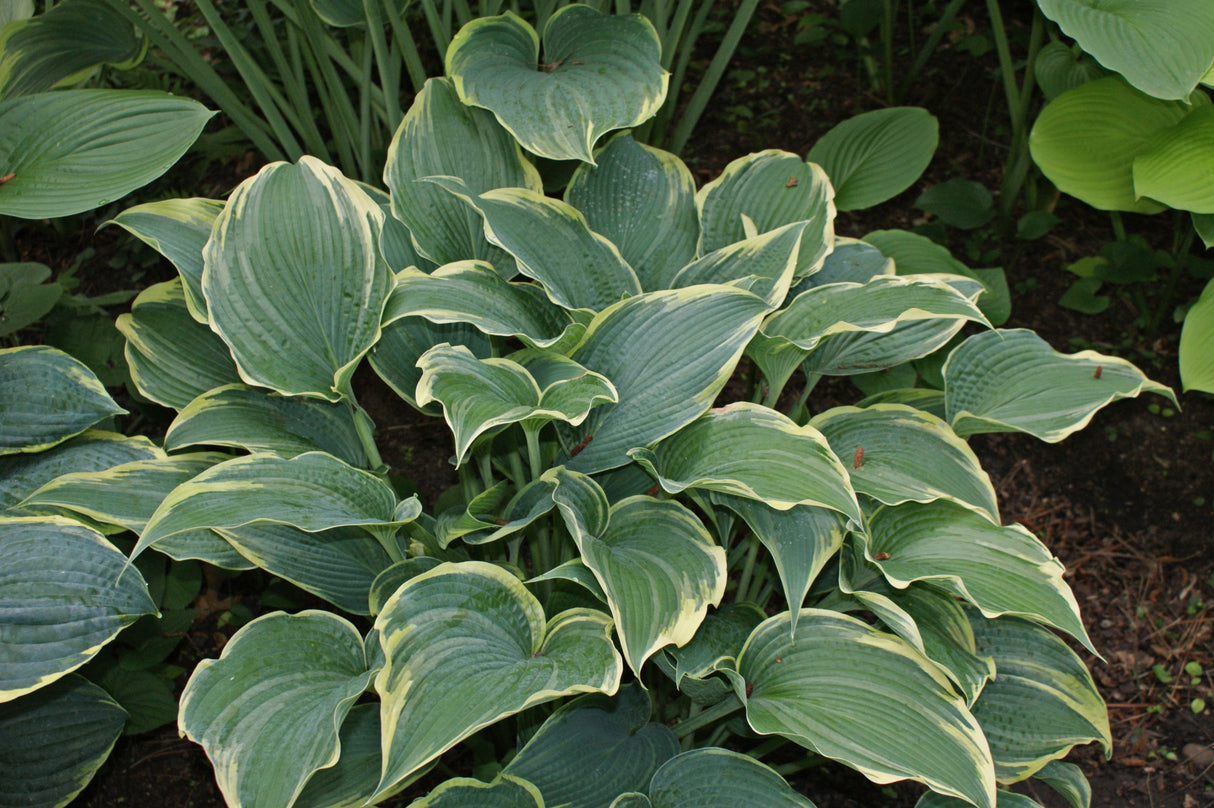 Alligator Shoes Hosta