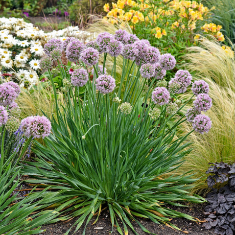 Allium 'Bubble Bath'