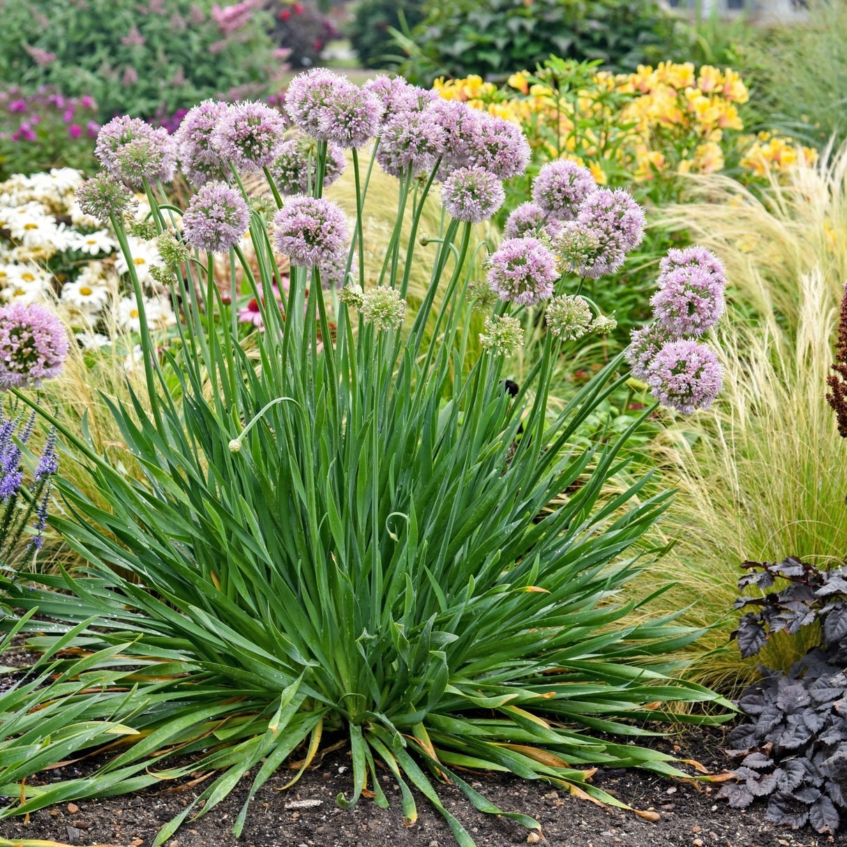 Allium 'Bubble Bath'