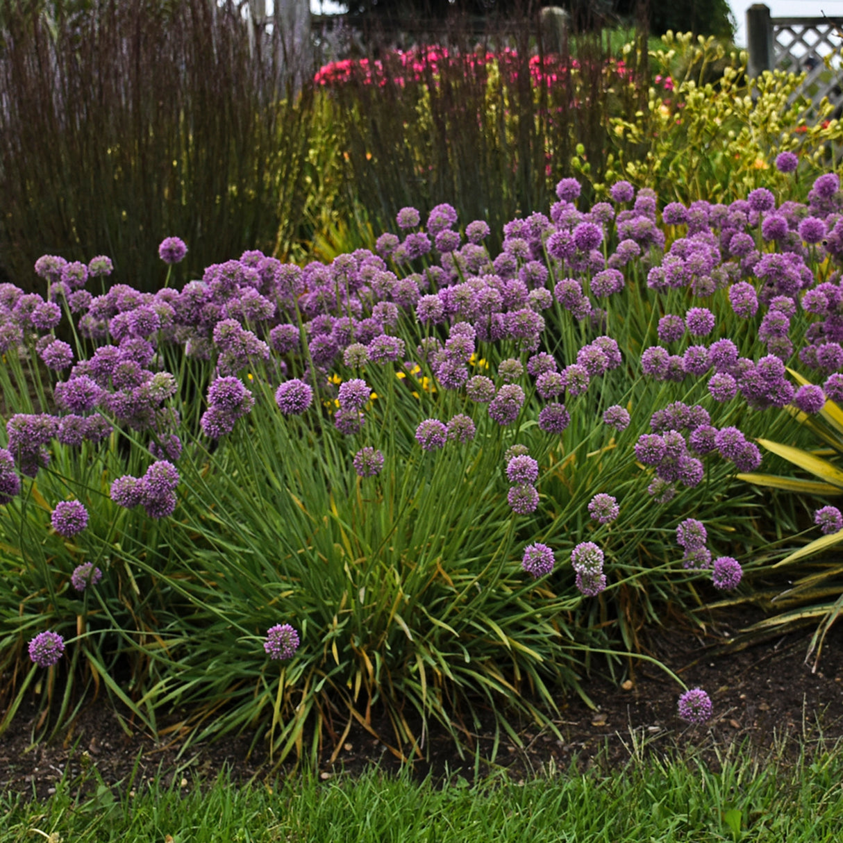 Allium 'Medusa' PP28701