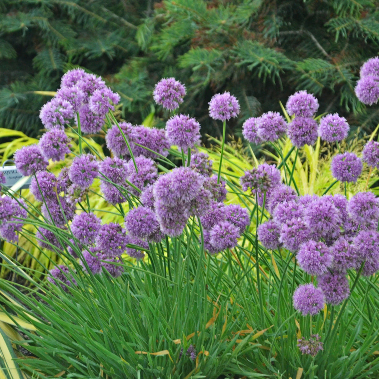 Allium 'Medusa' PP28701