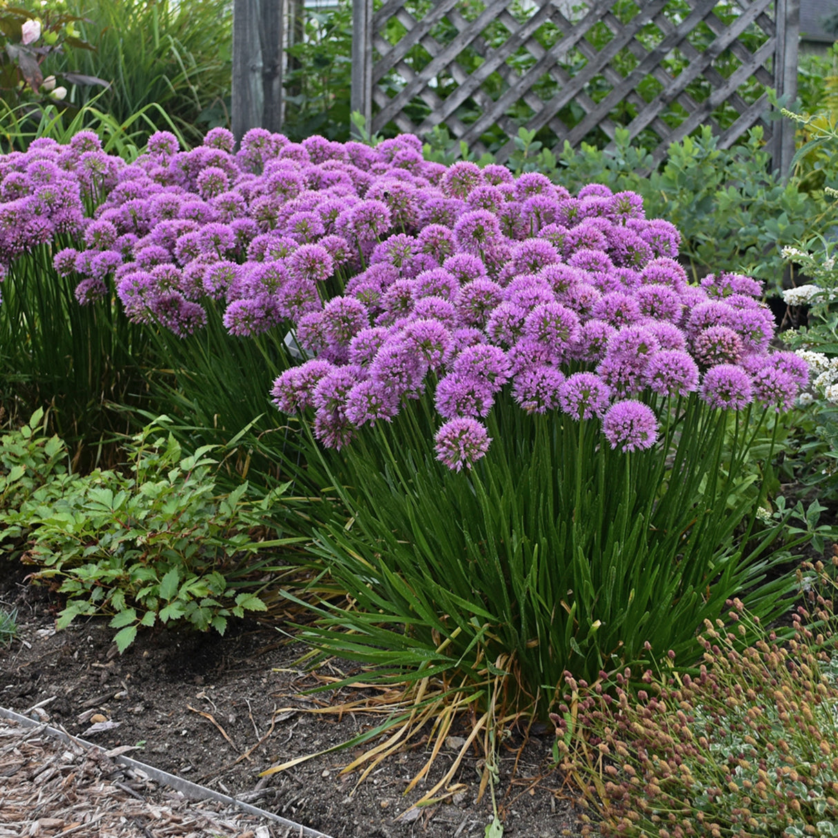 Allium 'Millenium'