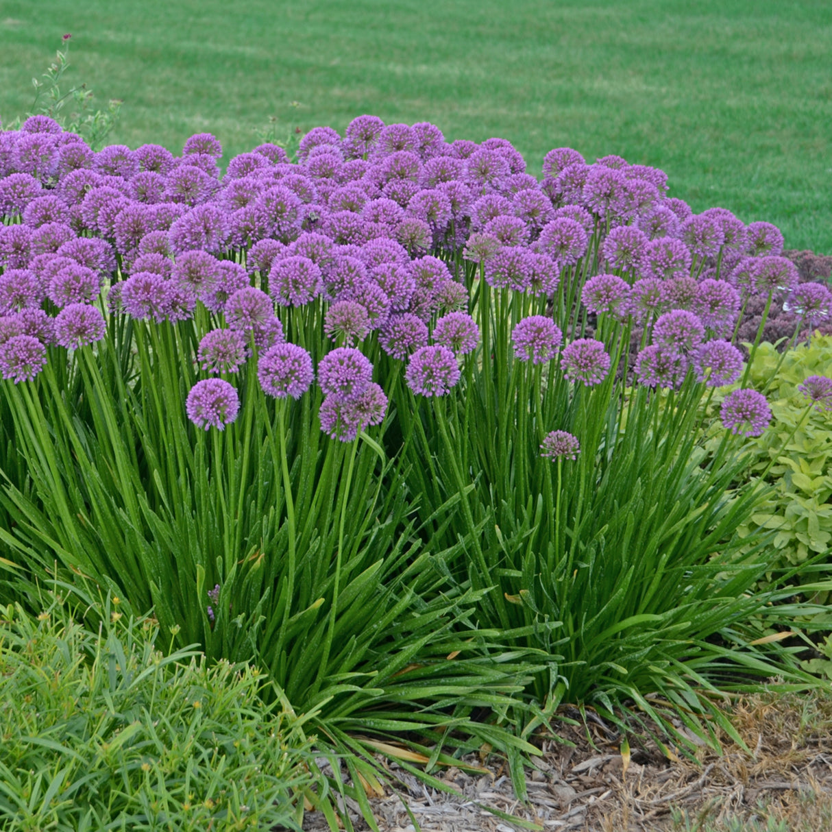 Allium 'Millenium'