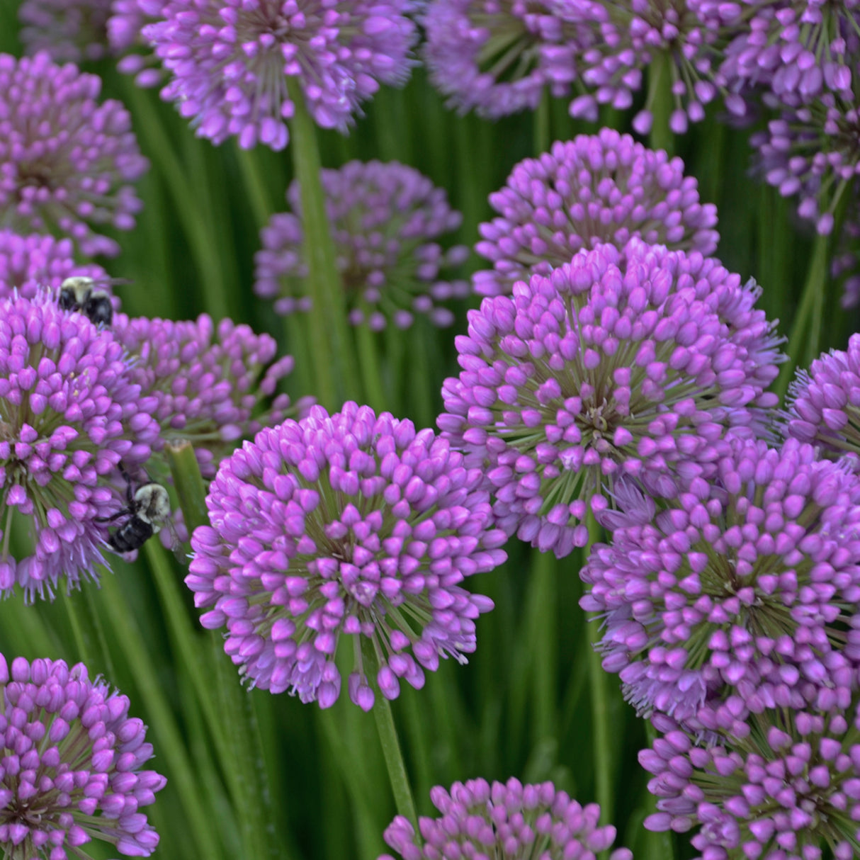 Allium 'Millenium'