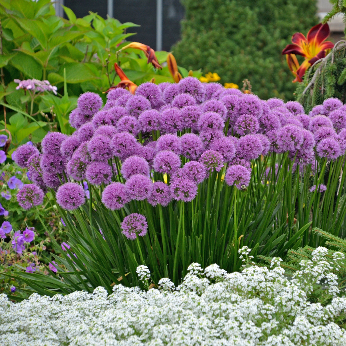 Allium 'Millenium'