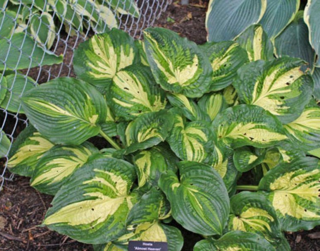 Almost Heaven Hosta Courtesy of Doug Beilstein