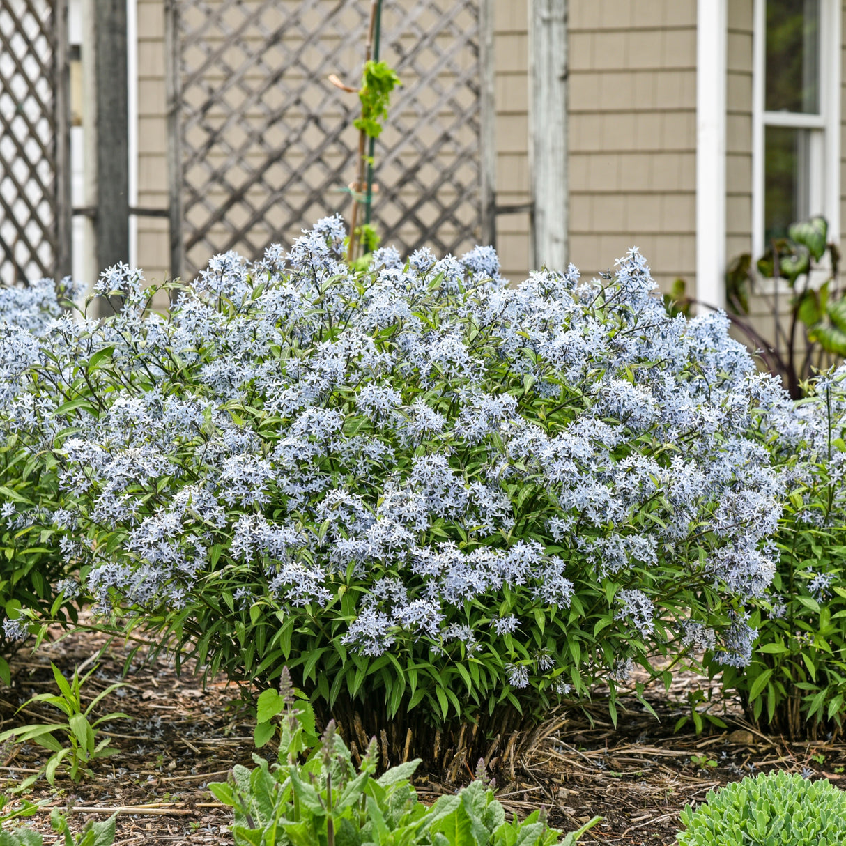 Amsonia 'Storm Cloud'