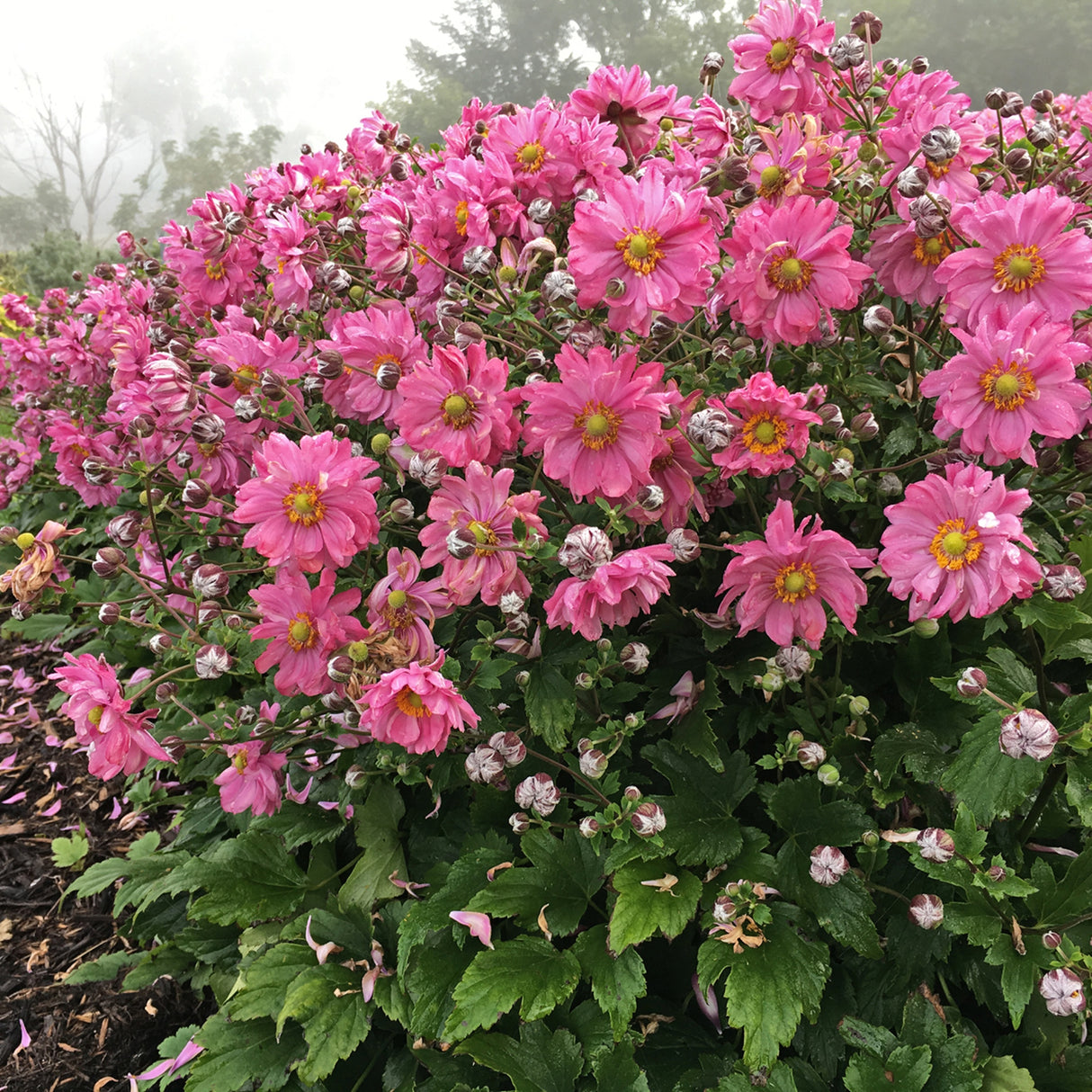 Anemone FALL IN LOVE™ 'Sweetly' PP31089