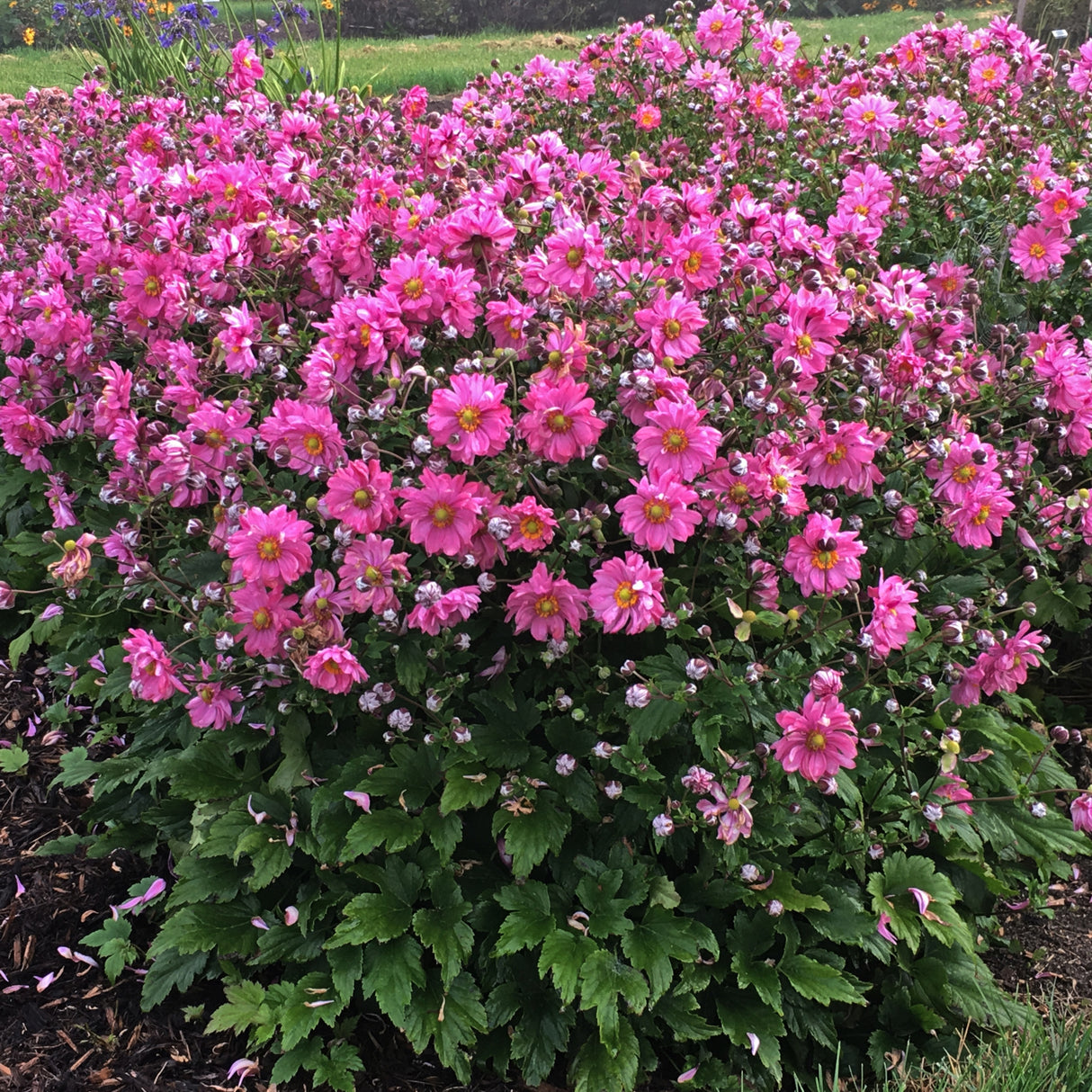 Anemone FALL IN LOVE™ 'Sweetly' PP31089