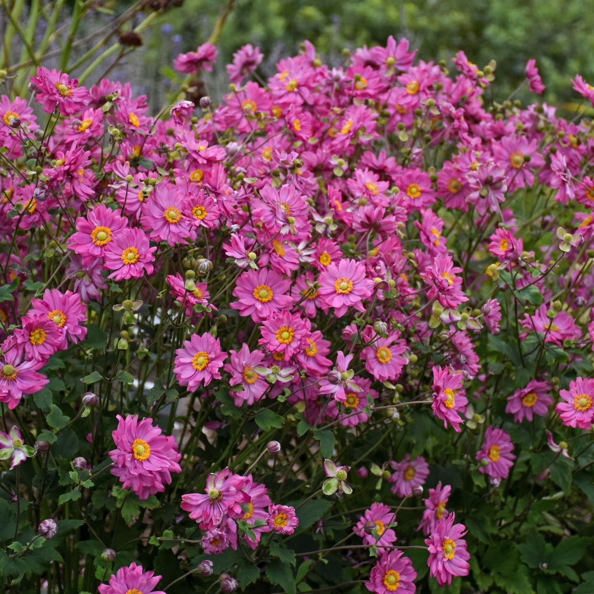 Anemone FALL IN LOVE™ 'Sweetly' PP31089