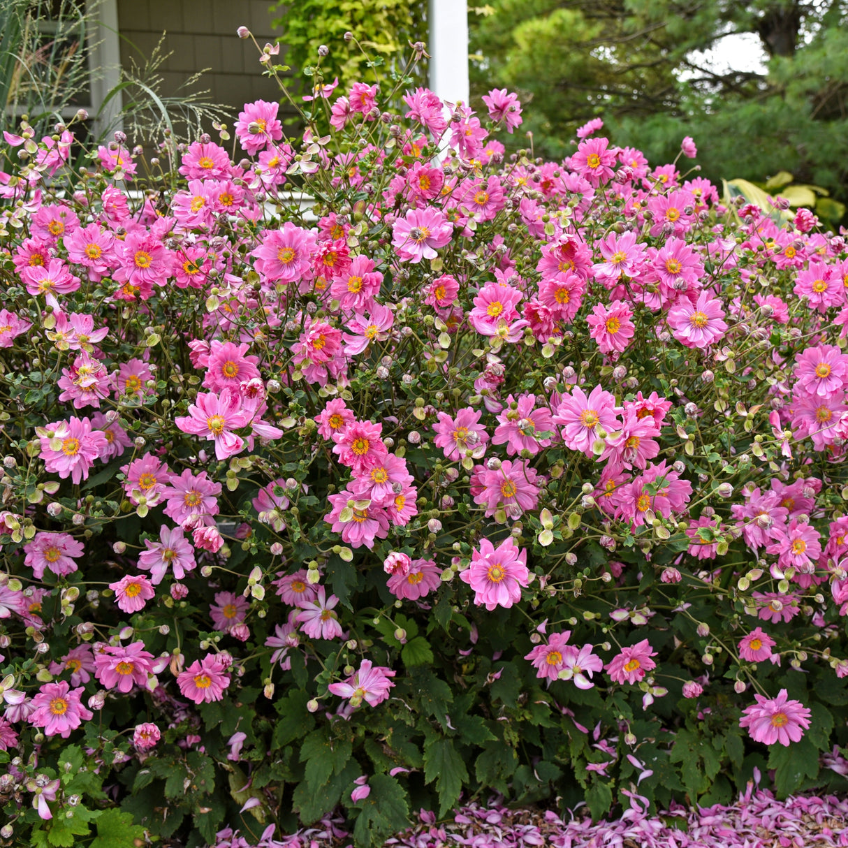 Anemone FALL IN LOVE™ 'Sweetly' PP31089