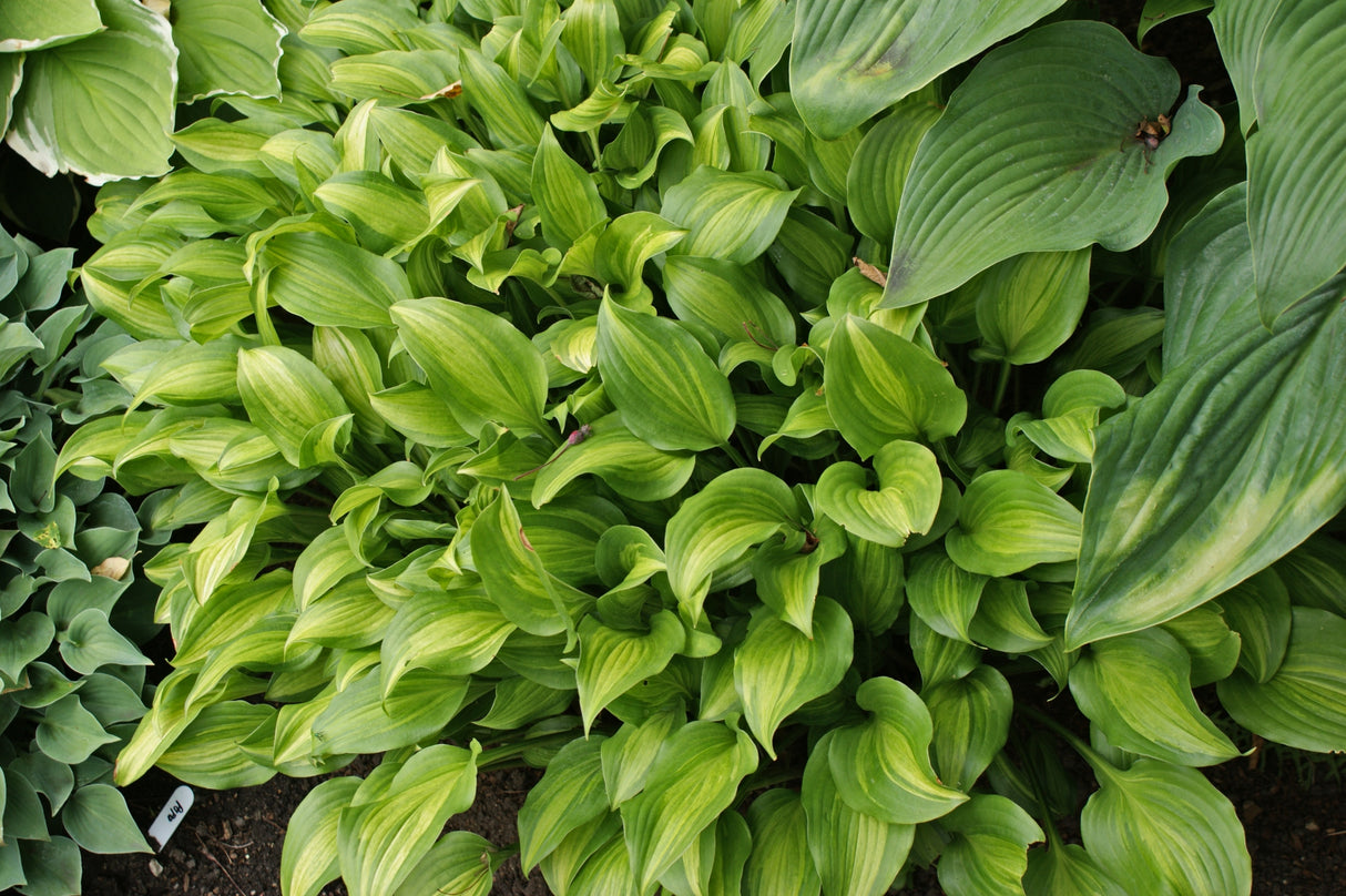 Ani Machi Hosta