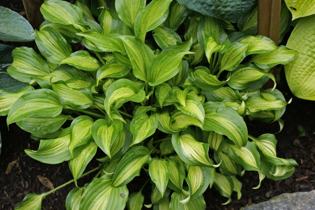 Ani Machi Hosta