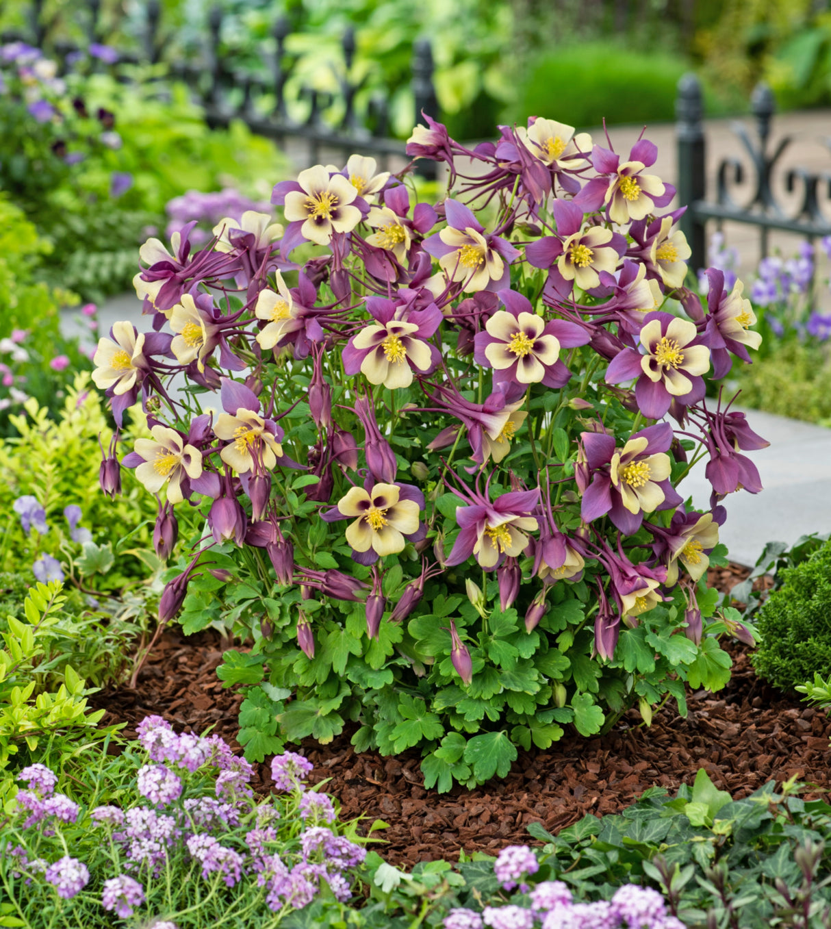 Aquilegia 'Earlybird Purple Yellow'