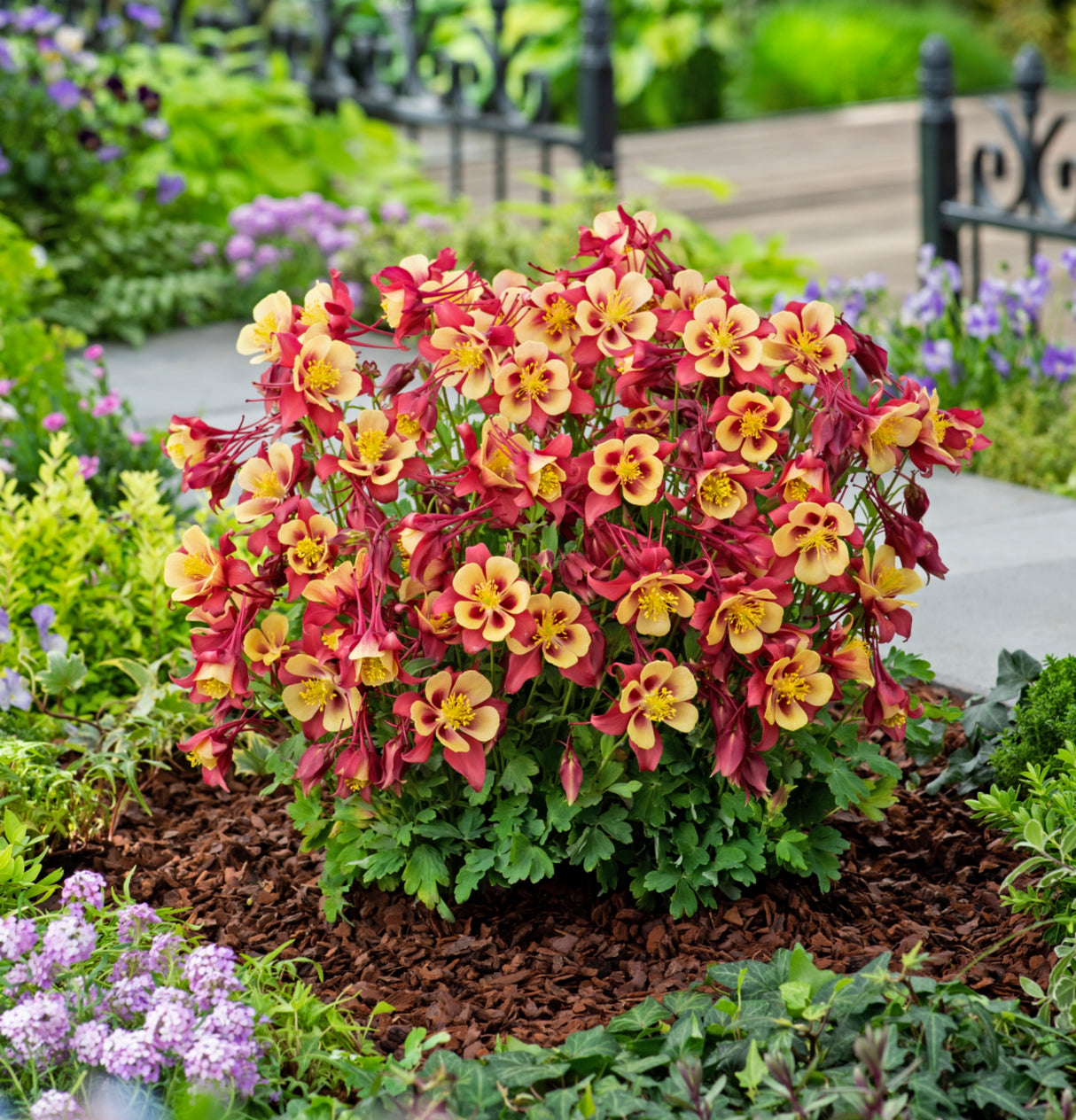 Aquilegia 'Earlybird Red Yellow'