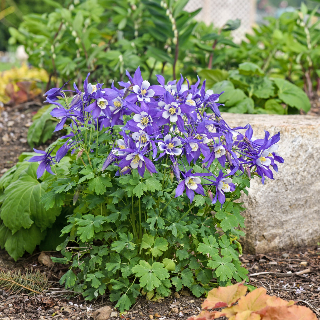 Aquilegia caerulea KIRIGAMI™ Deep Blue & White