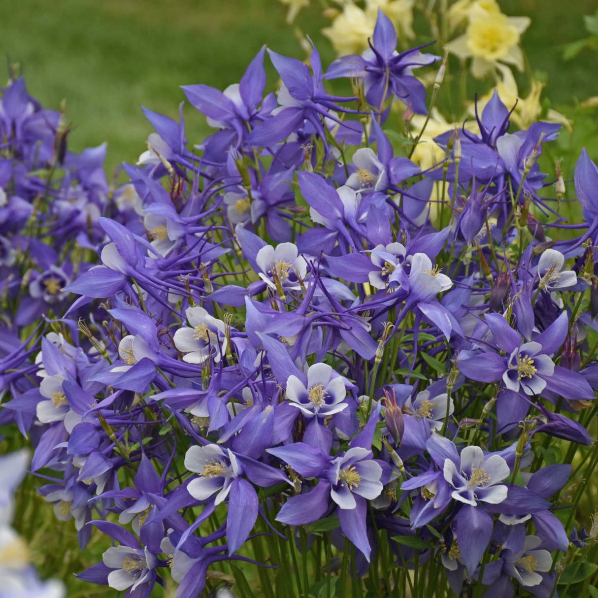 Aquilegia caerulea KIRIGAMI™ Deep Blue & White