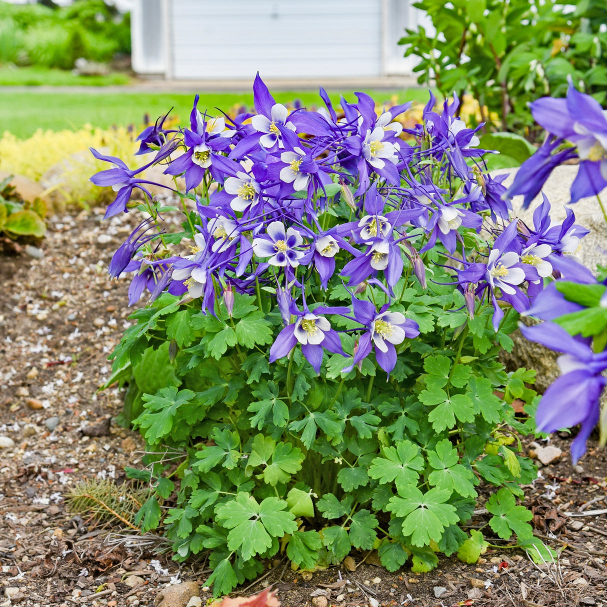 Aquilegia caerulea KIRIGAMI™ Deep Blue & White