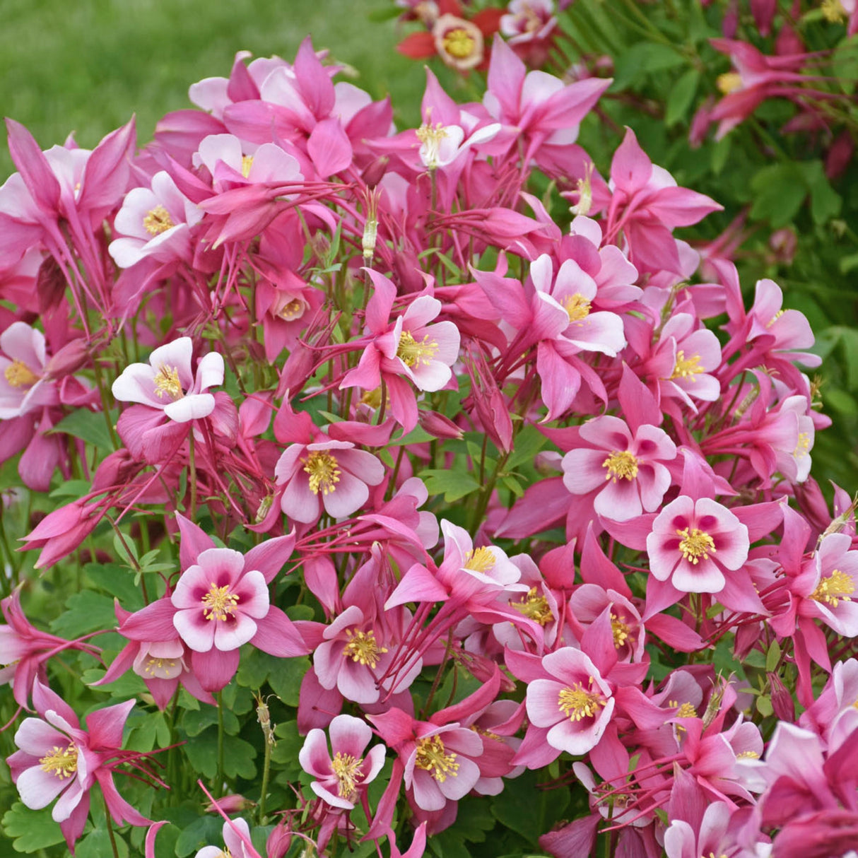 Aquilegia caerulea KIRIGAMI™ Rose & Pink