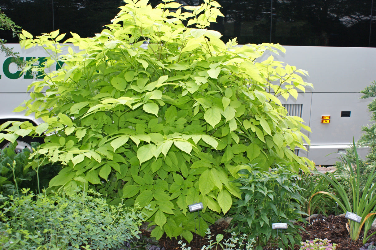 Aralia cordata 'Sun King'