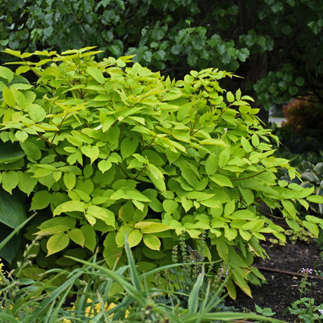 Aralia cordata 'Sun King'