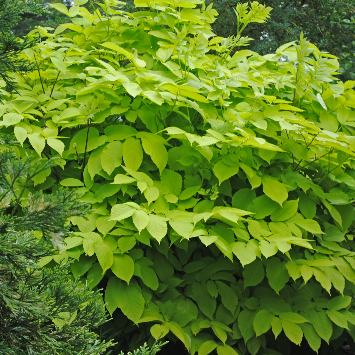 Aralia cordata 'Sun King'
