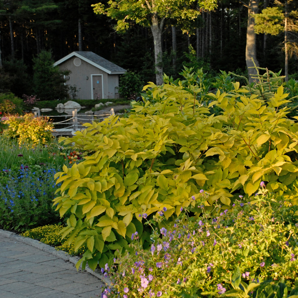 Aralia cordata 'Sun King'