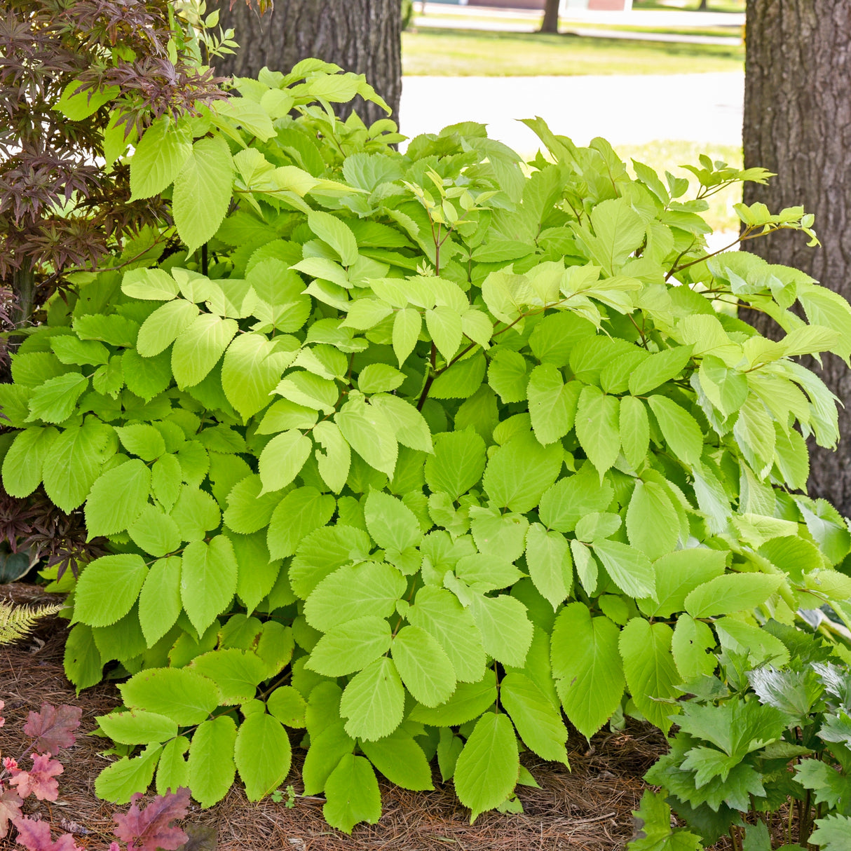 Aralia cordata 'Sun King'