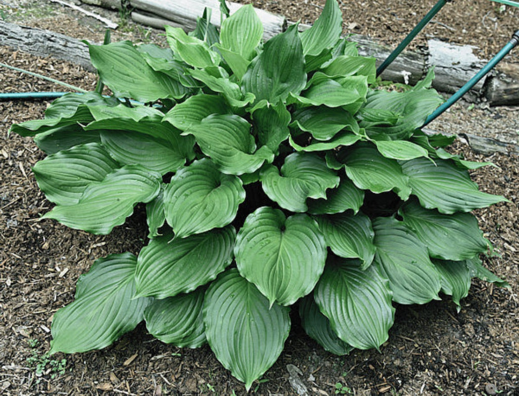Armani Hosta Courtesy of The Hosta Library