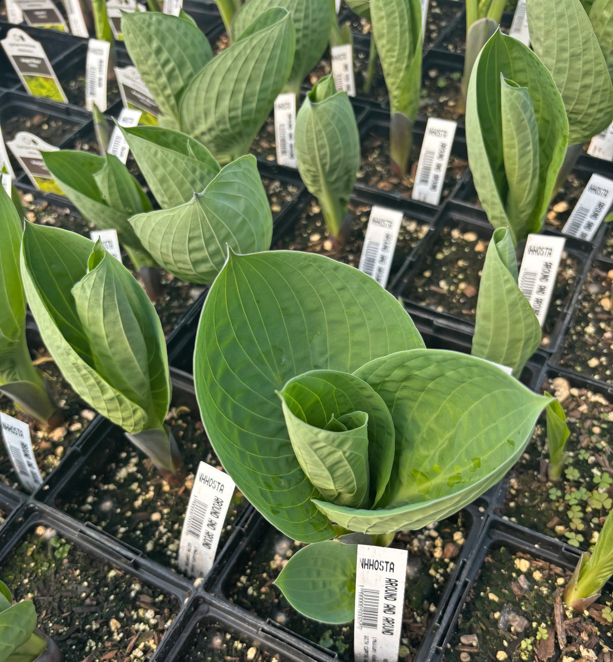 Around and Around Hosta