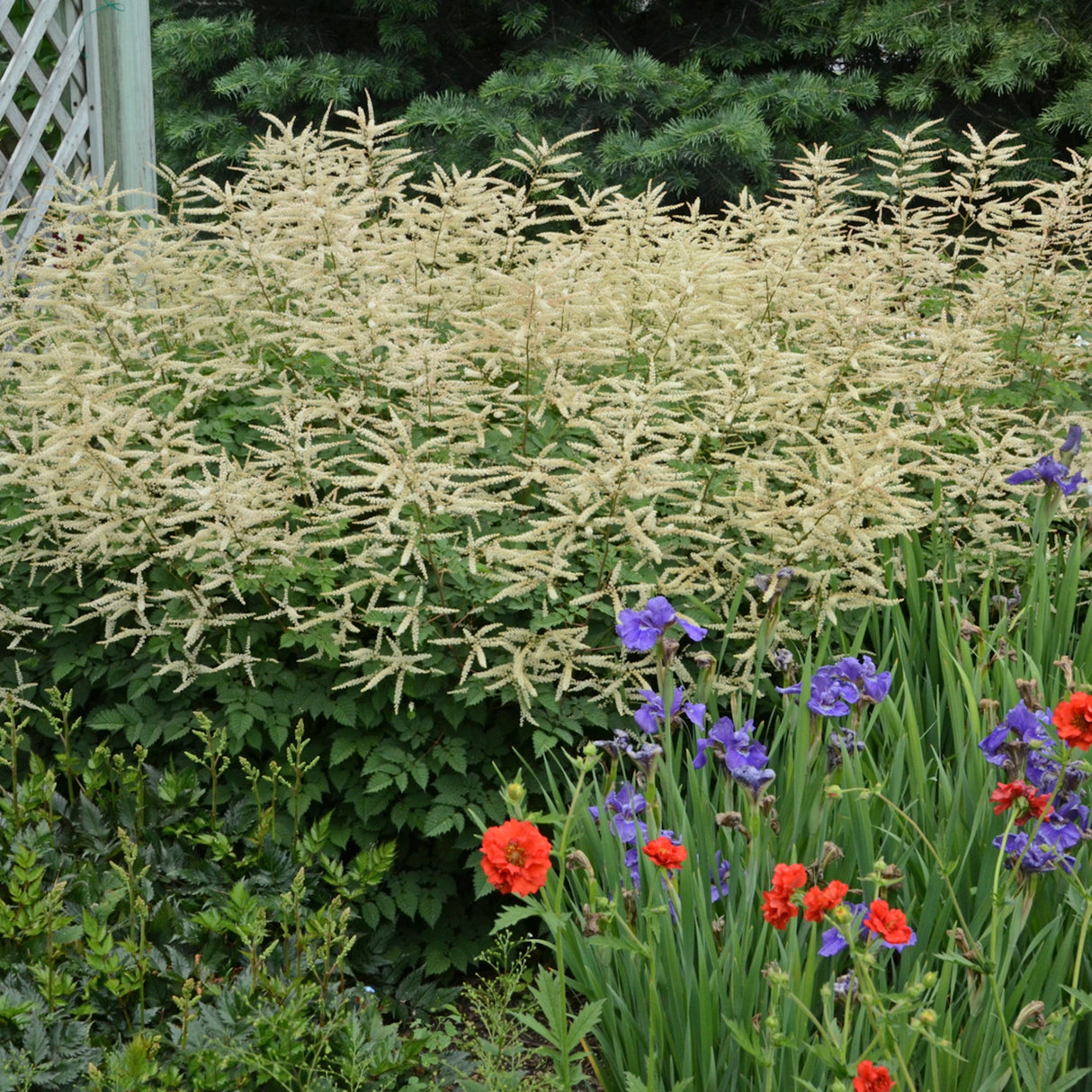Aruncus 'Misty Lace' PP15798