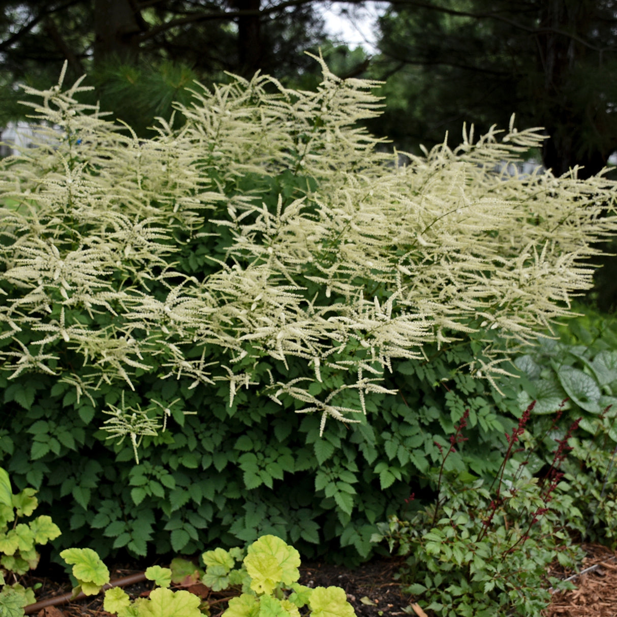 Aruncus 'Misty Lace' PP15798