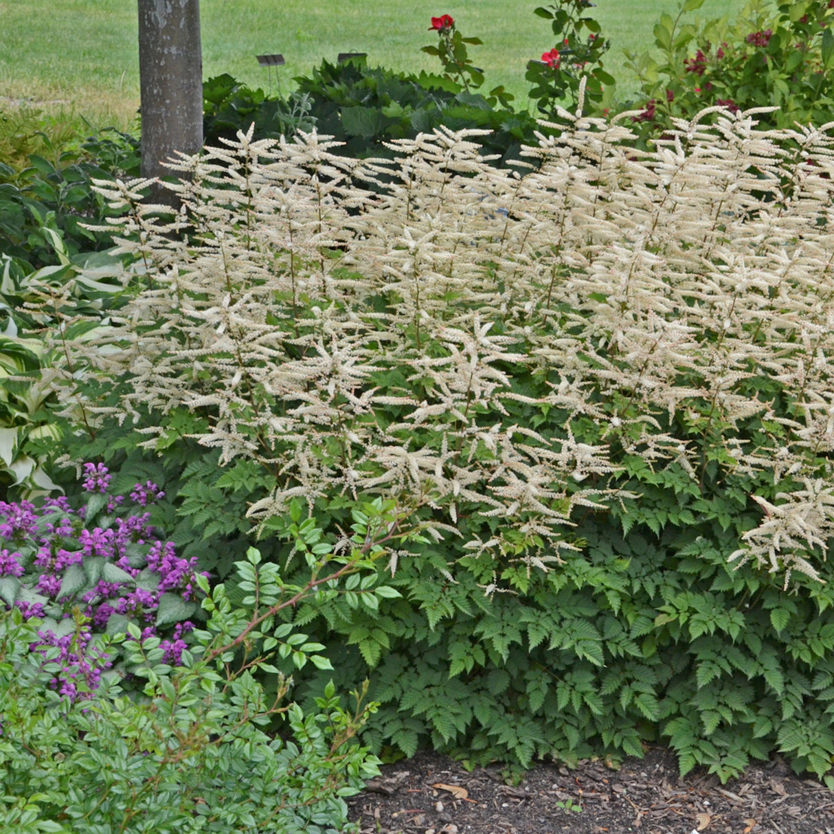 Aruncus 'Misty Lace' PP15798