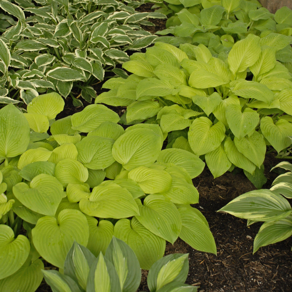 August Moon Hosta