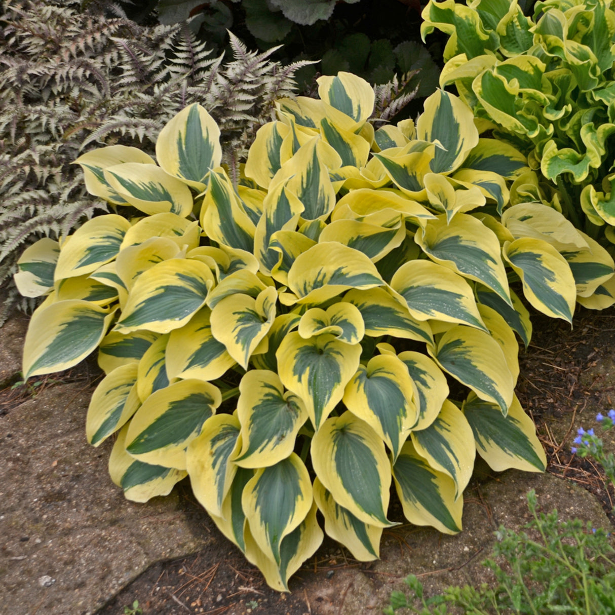 Autumn Frost Hosta PP23224